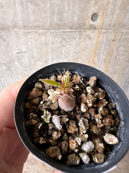 【現品限り】パキポディウム・マカイエンセ【G11】 Pachypodium makayense
