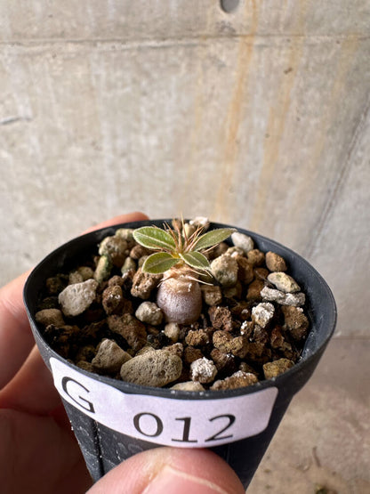 【現品限り】パキポディウム・マカイエンセ【G12】 Pachypodium makayense