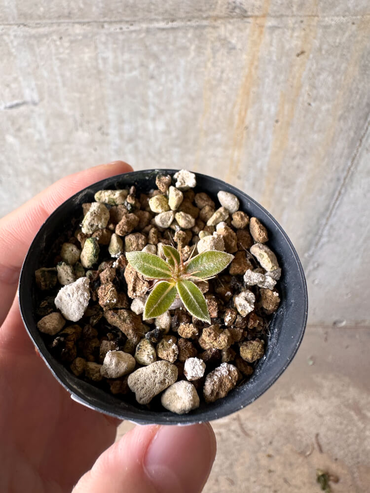 【現品限り】パキポディウム・マカイエンセ【G12】 Pachypodium makayense