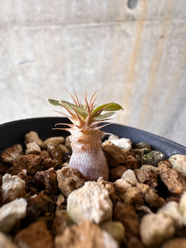 【現品限り】パキポディウム・マカイエンセ【G12】 Pachypodium makayense