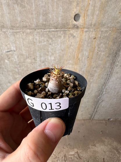 【現品限り】パキポディウム・マカイエンセ【G13】 Pachypodium makayense