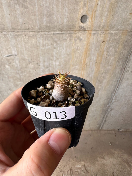 【現品限り】パキポディウム・マカイエンセ【G13】 Pachypodium makayense