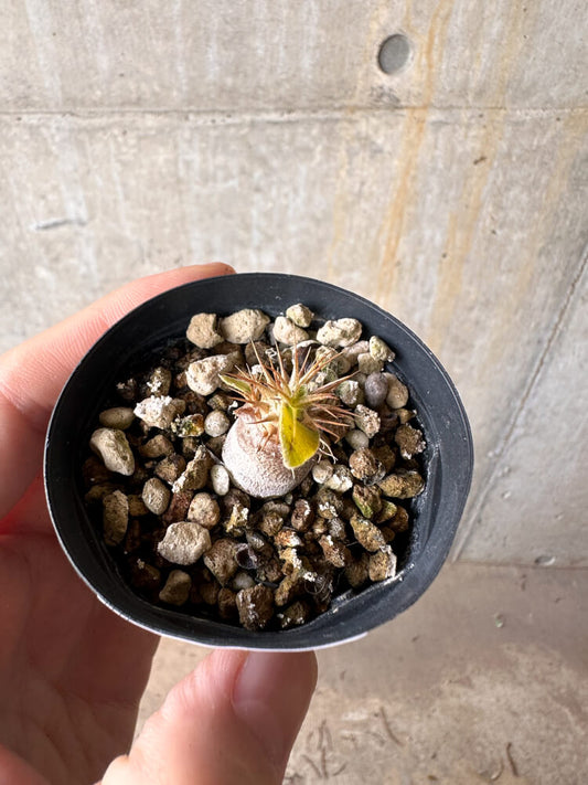 【現品限り】パキポディウム・マカイエンセ【G13】 Pachypodium makayense