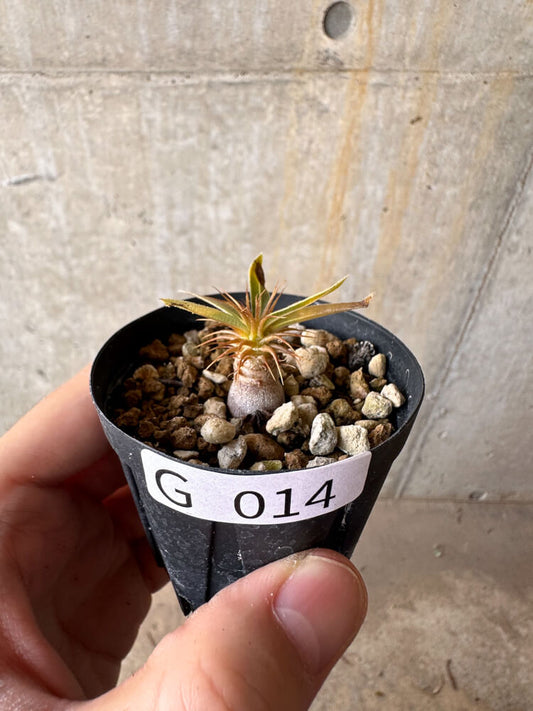 【現品限り】パキポディウム・マカイエンセ【G14】 Pachypodium makayense