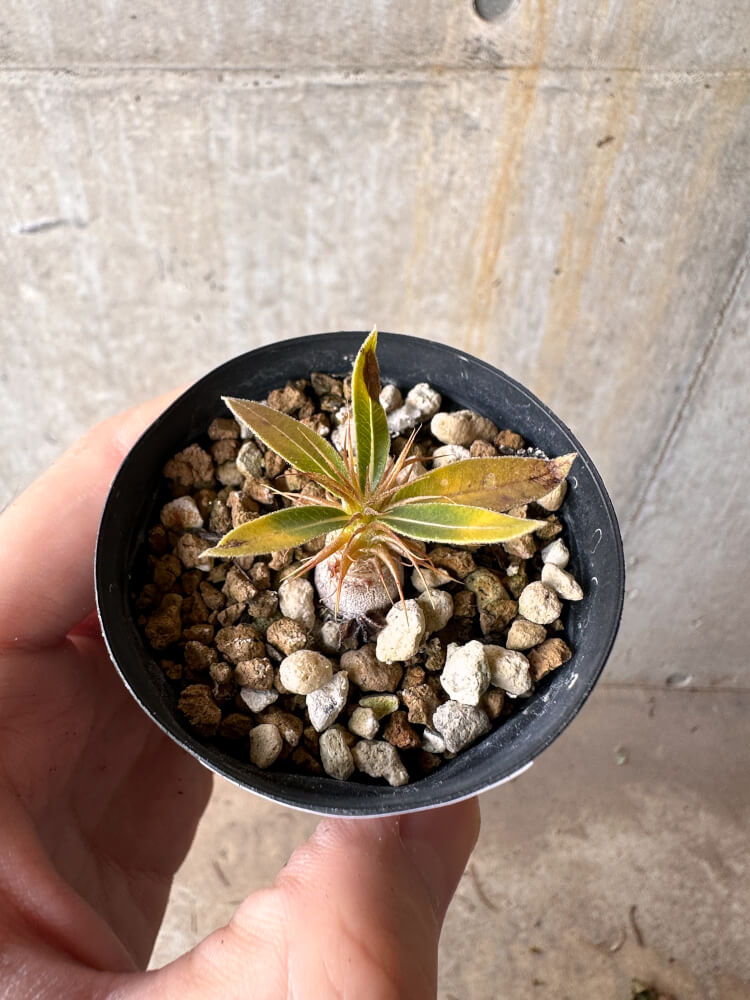 【現品限り】パキポディウム・マカイエンセ【G14】 Pachypodium makayense