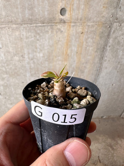 【現品限り】パキポディウム・マカイエンセ【G15】 Pachypodium makayense