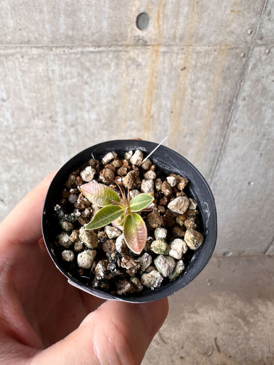 【現品限り】パキポディウム・マカイエンセ【G15】 Pachypodium makayense