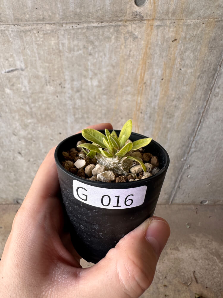 【現品限り】パキポディウム・ブレビカウレ 恵比寿笑い【G16】 Pachypodium brevicaule