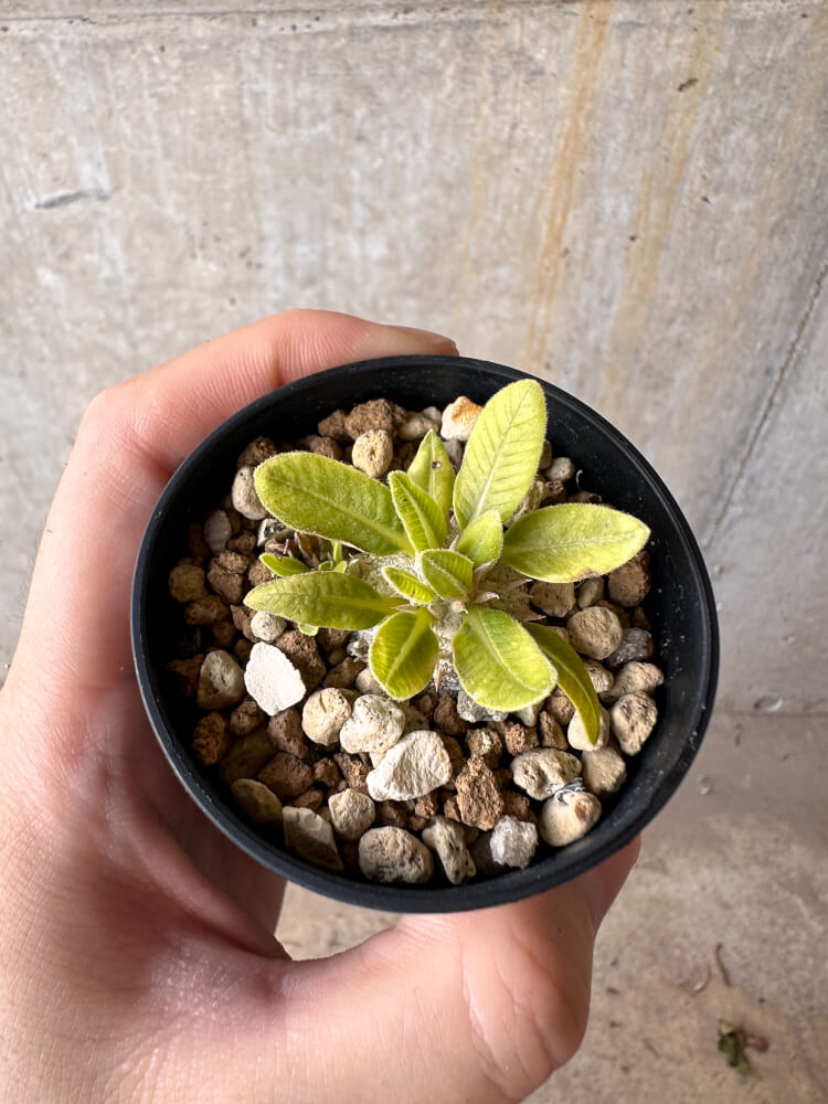 【現品限り】パキポディウム・ブレビカウレ 恵比寿笑い【G16】 Pachypodium brevicaule