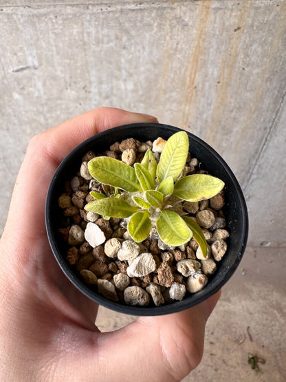 【現品限り】パキポディウム・ブレビカウレ 恵比寿笑い【G16】 Pachypodium brevicaule