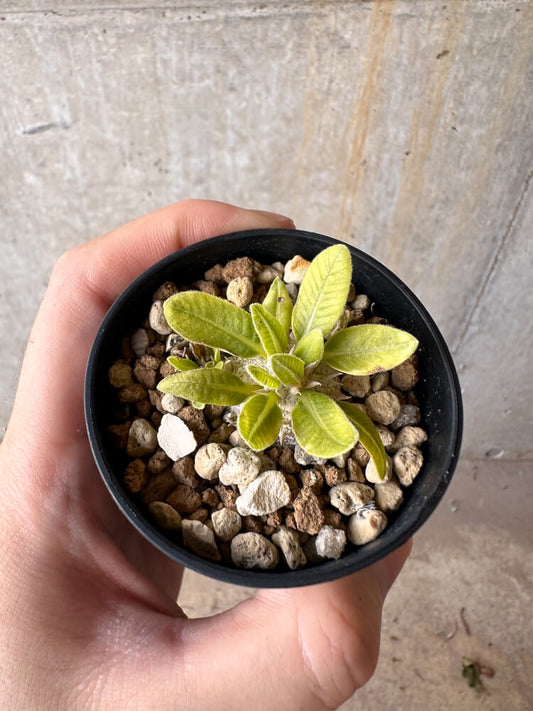 【現品限り】パキポディウム・ブレビカウレ 恵比寿笑い【G16】 Pachypodium brevicaule