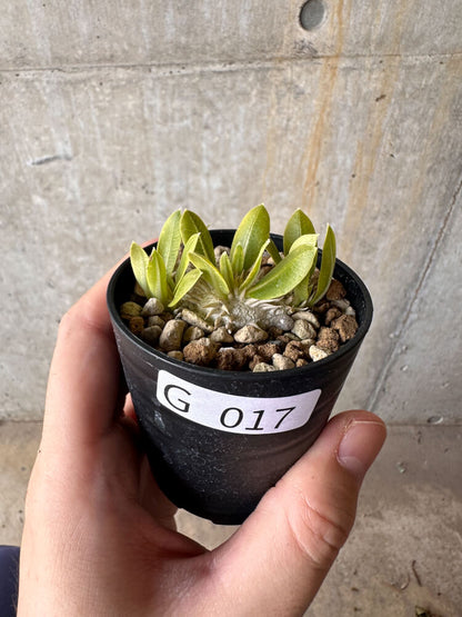 【現品限り】パキポディウム・ブレビカウレ 恵比寿笑い【G17】 Pachypodium brevicaule