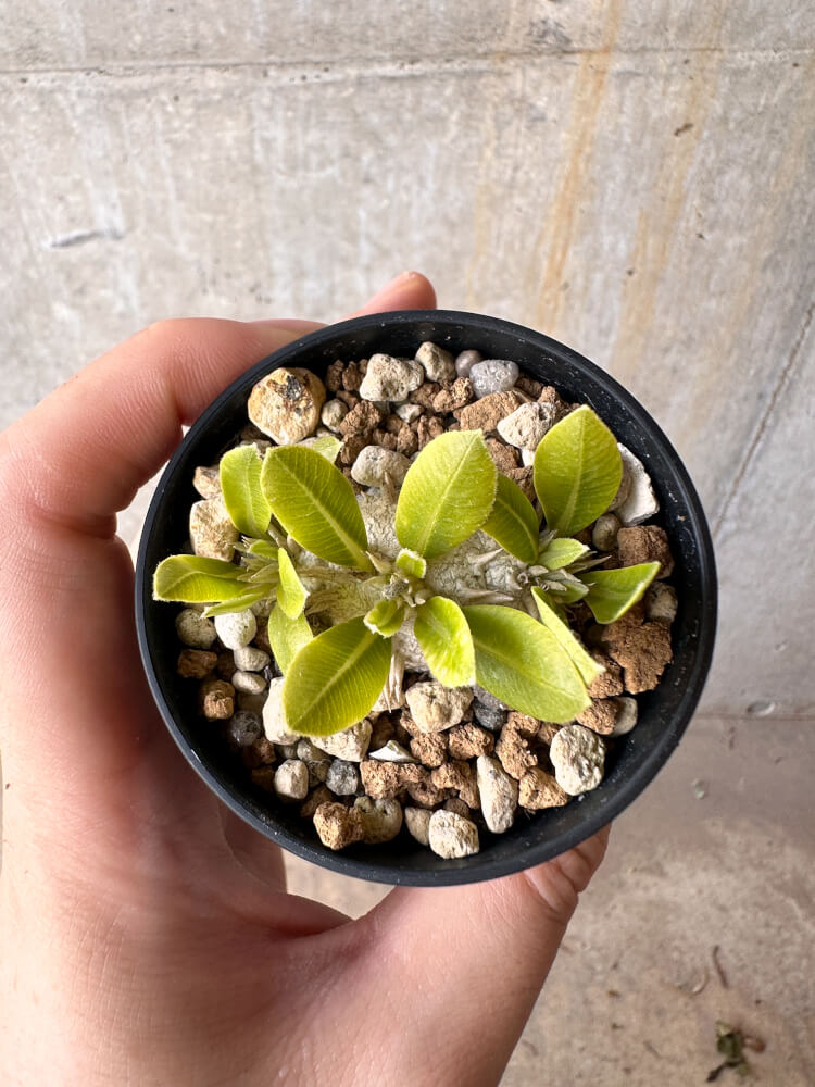 【現品限り】パキポディウム・ブレビカウレ 恵比寿笑い【G17】 Pachypodium brevicaule