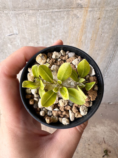 【現品限り】パキポディウム・ブレビカウレ 恵比寿笑い【G17】 Pachypodium brevicaule