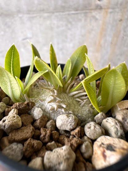 【現品限り】パキポディウム・ブレビカウレ 恵比寿笑い【G17】 Pachypodium brevicaule