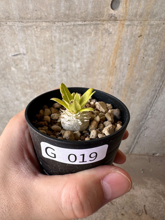 【現品限り】パキポディウム・ブレビカウレ 恵比寿笑い【G19】 Pachypodium brevicaule