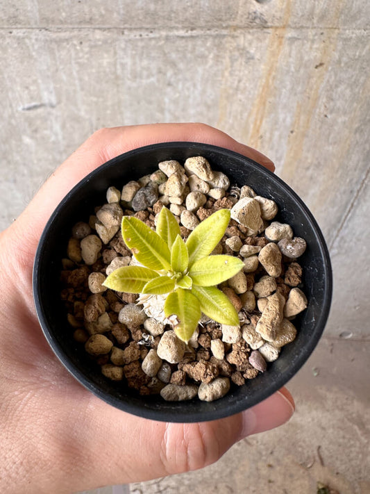 【現品限り】パキポディウム・ブレビカウレ 恵比寿笑い【G19】 Pachypodium brevicaule