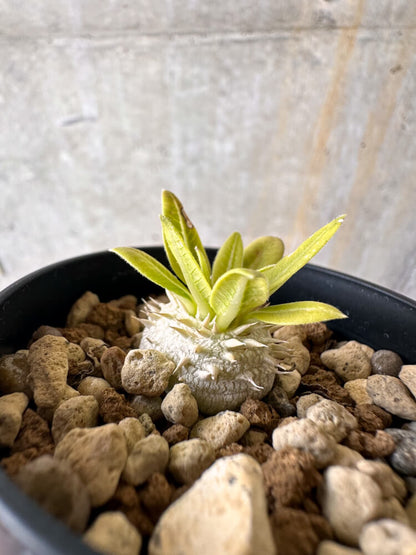 【現品限り】パキポディウム・ブレビカウレ 恵比寿笑い【G19】 Pachypodium brevicaule
