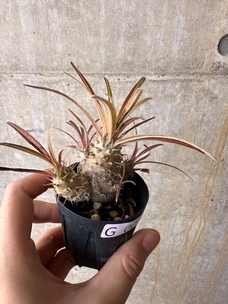 【現品限り】パキポディウム・グラキリス【G1】 Pachypodium gracilius
