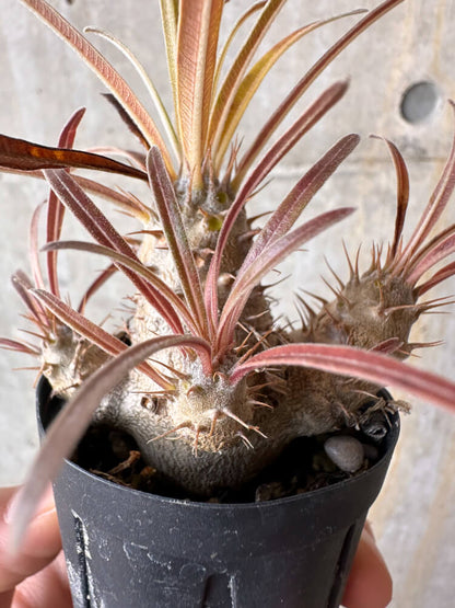 【現品限り】パキポディウム・グラキリス【G1】 Pachypodium gracilius