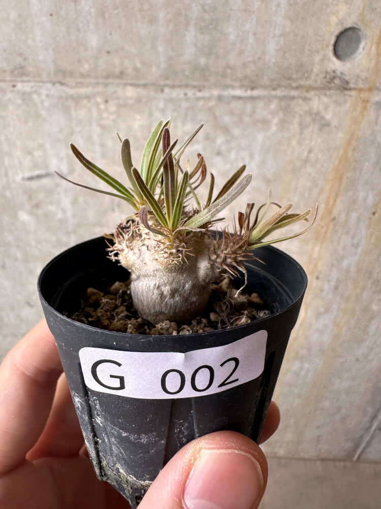 【現品限り】パキポディウム・グラキリス【G2】 Pachypodium gracilius