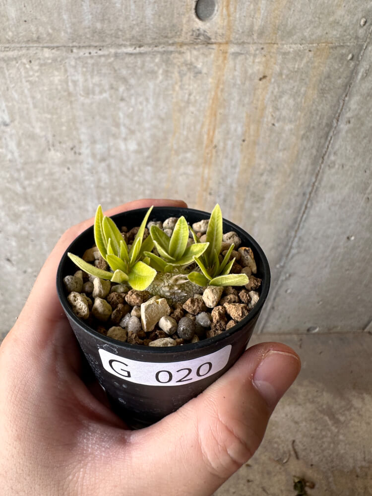 【現品限り】パキポディウム・ブレビカウレ 恵比寿笑い【G20】 Pachypodium brevicaule