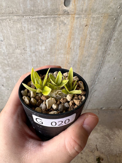 【現品限り】パキポディウム・ブレビカウレ 恵比寿笑い【G20】 Pachypodium brevicaule