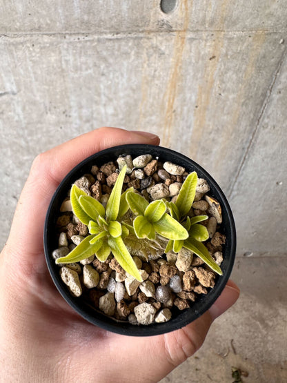 【現品限り】パキポディウム・ブレビカウレ 恵比寿笑い【G20】 Pachypodium brevicaule