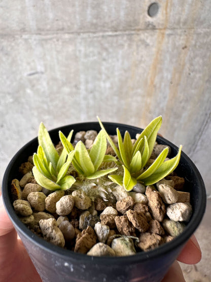 【現品限り】パキポディウム・ブレビカウレ 恵比寿笑い【G20】 Pachypodium brevicaule