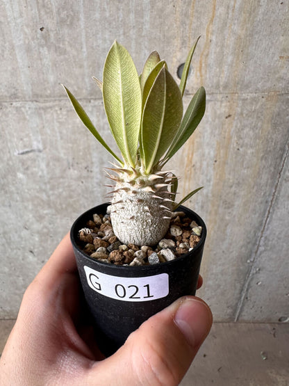 【現品限り】パキポディウム・デンシフローラム【G21】 Pachypodium densiflorum