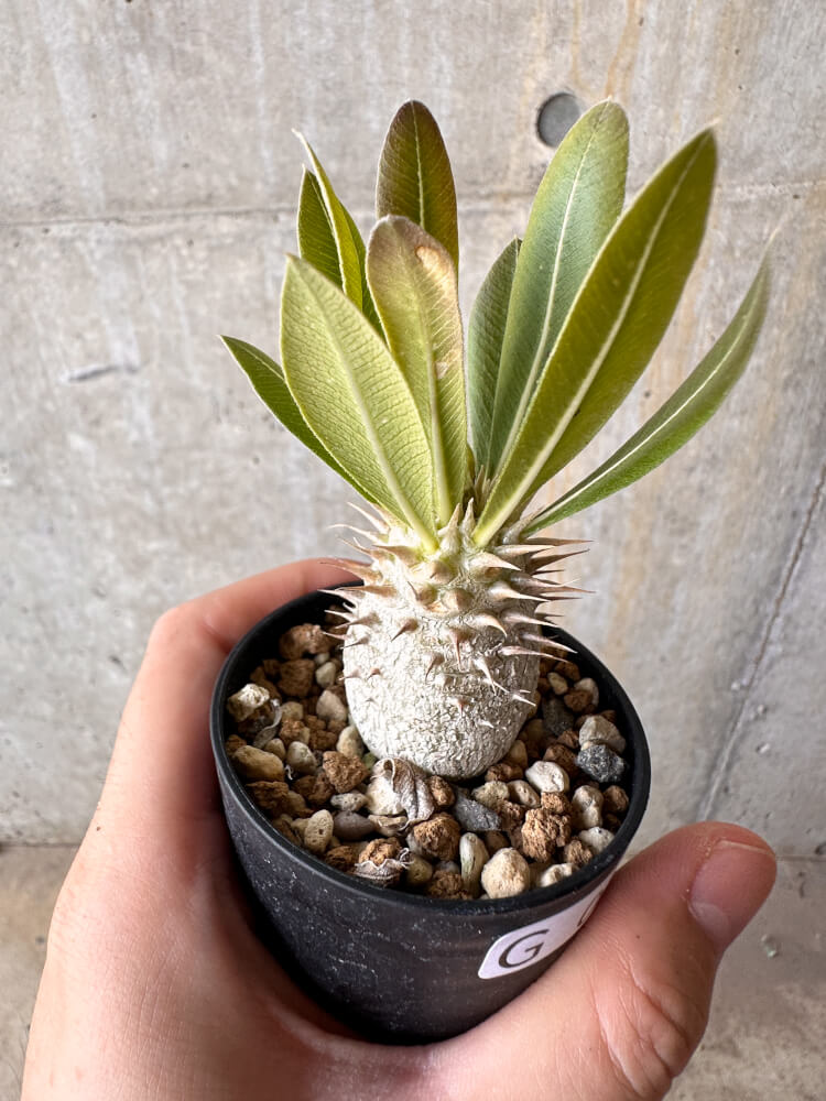 【現品限り】パキポディウム・デンシフローラム【G21】 Pachypodium densiflorum