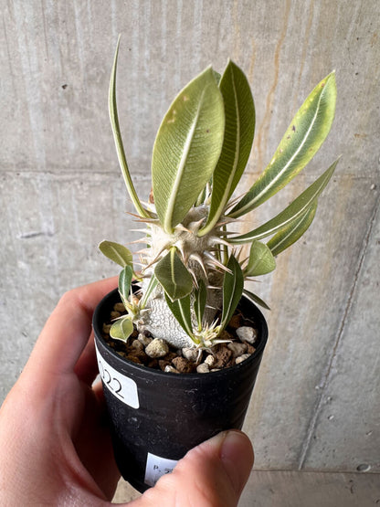 【現品限り】パキポディウム・デンシフローラム【G22】 Pachypodium densiflorum