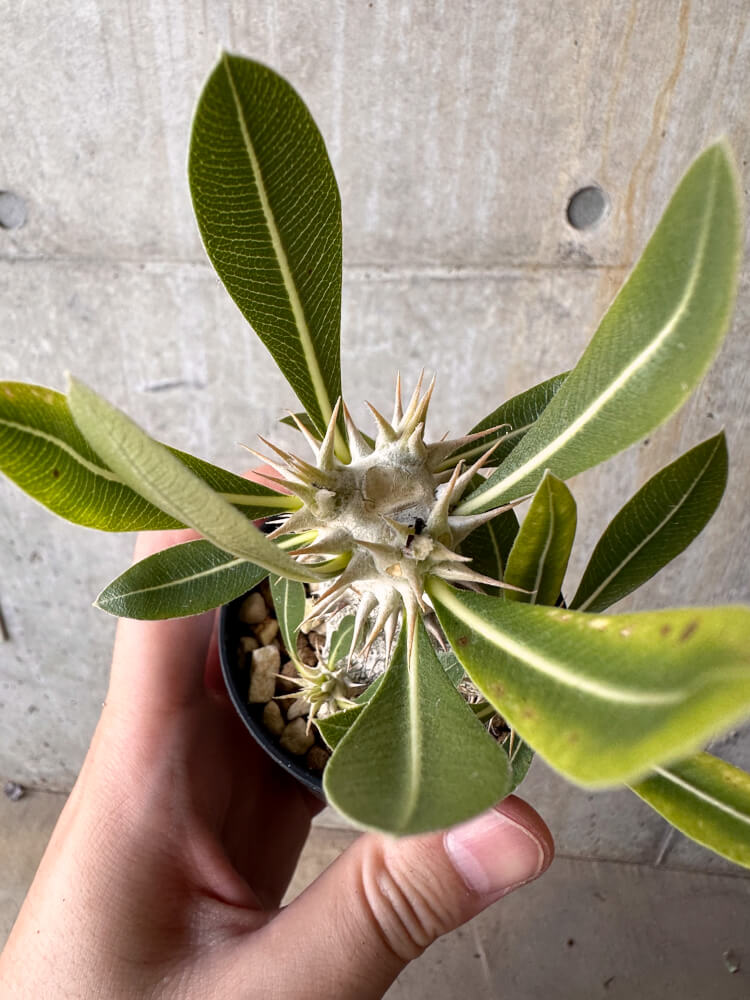 【現品限り】パキポディウム・デンシフローラム【G22】 Pachypodium densiflorum