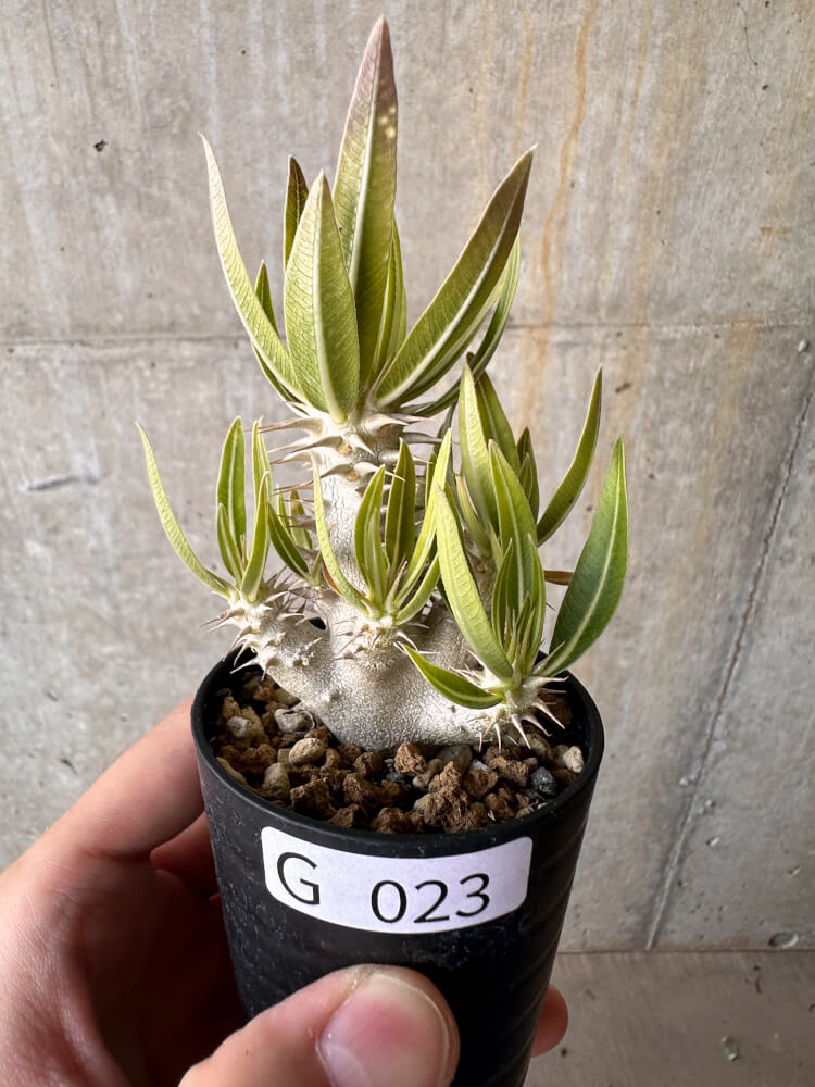 【現品限り】パキポディウム・デンシフローラム【G23】 Pachypodium densiflorum