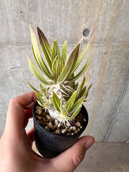 【現品限り】パキポディウム・デンシフローラム【G23】 Pachypodium densiflorum