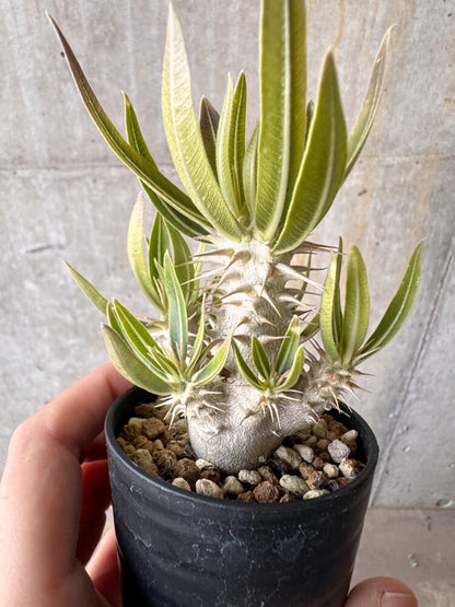 【現品限り】パキポディウム・デンシフローラム【G23】 Pachypodium densiflorum
