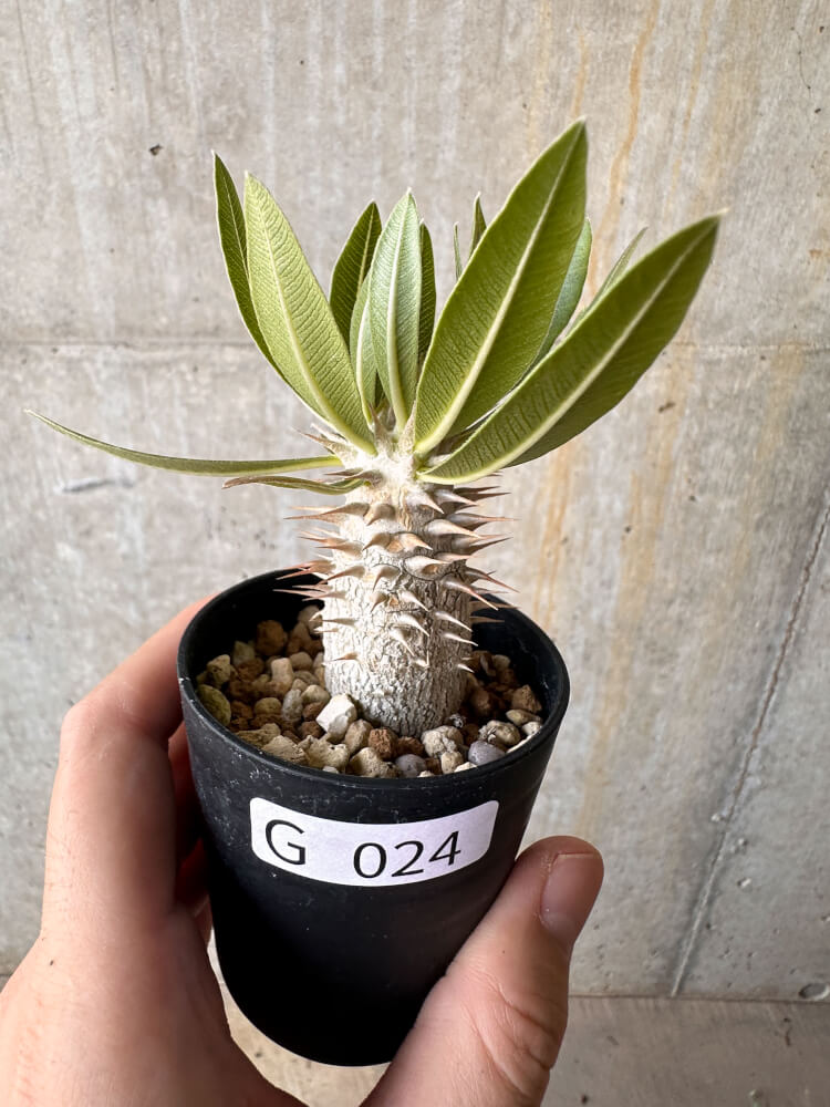 【現品限り】パキポディウム・デンシフローラム【G24】 Pachypodium densiflorum