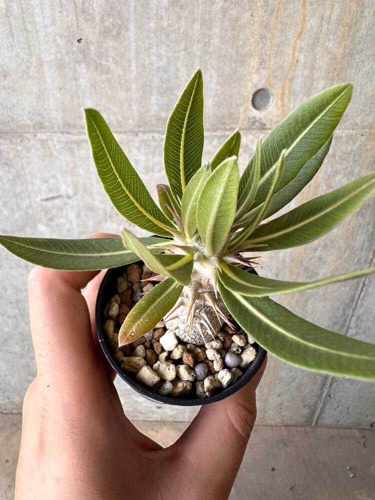 【現品限り】パキポディウム・デンシフローラム【G24】 Pachypodium densiflorum