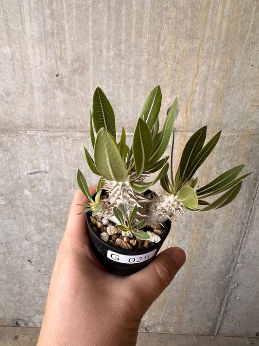 【現品限り】パキポディウム・デンシフローラム【G25】 Pachypodium densiflorum