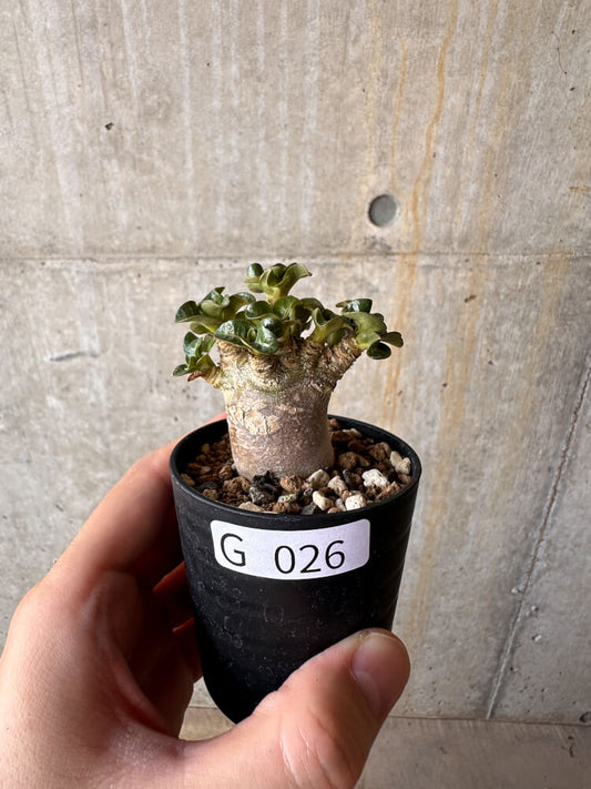 【現品限り】アデニウム・DHA 葉巻【G26】 Adenium DHA