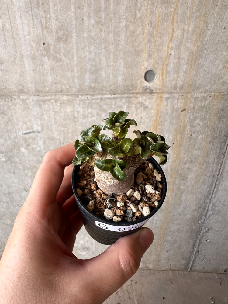 【現品限り】アデニウム・DHA 葉巻【G26】 Adenium DHA
