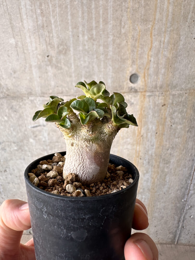 【現品限り】アデニウム・DHA 葉巻【G26】 Adenium DHA