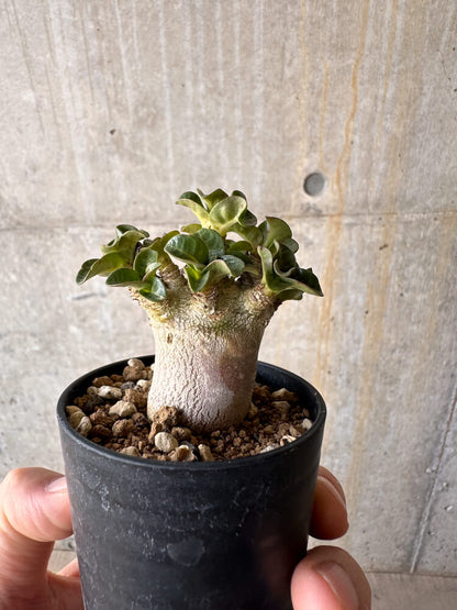 【現品限り】アデニウム・DHA 葉巻【G26】 Adenium DHA