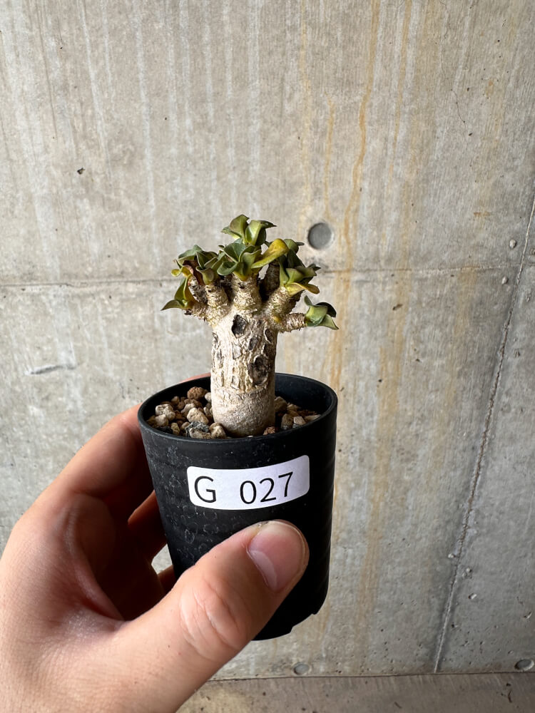 【現品限り】アデニウム・DHA 葉巻【G27】 Adenium DHA