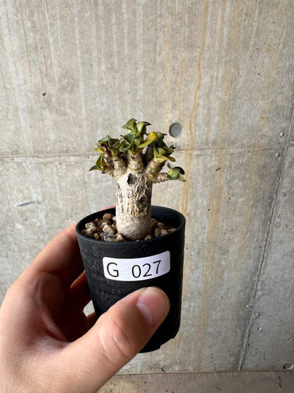 【現品限り】アデニウム・DHA 葉巻【G27】 Adenium DHA