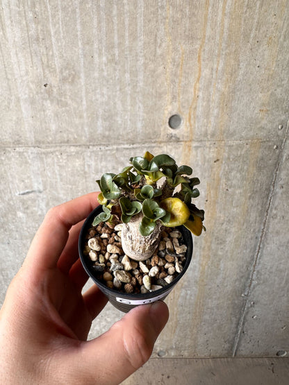 【現品限り】アデニウム・DHA 葉巻【G27】 Adenium DHA
