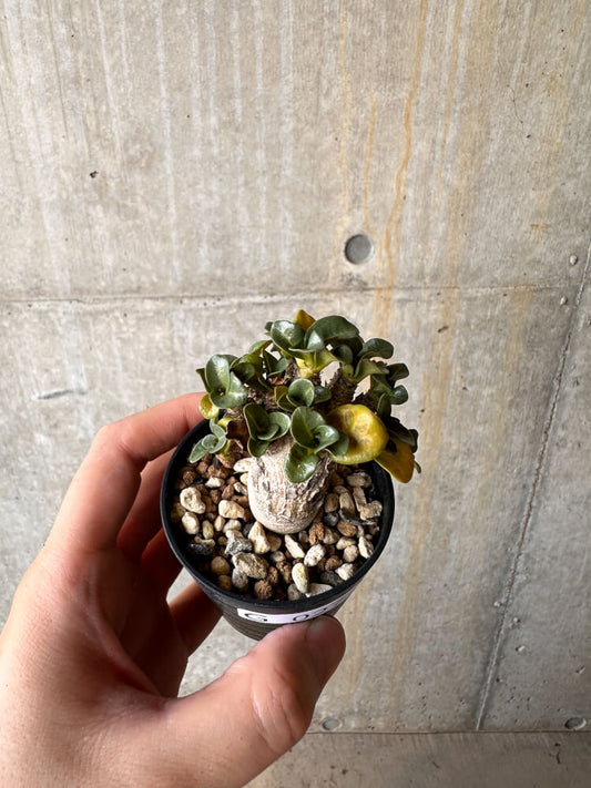 【現品限り】アデニウム・DHA 葉巻【G27】 Adenium DHA
