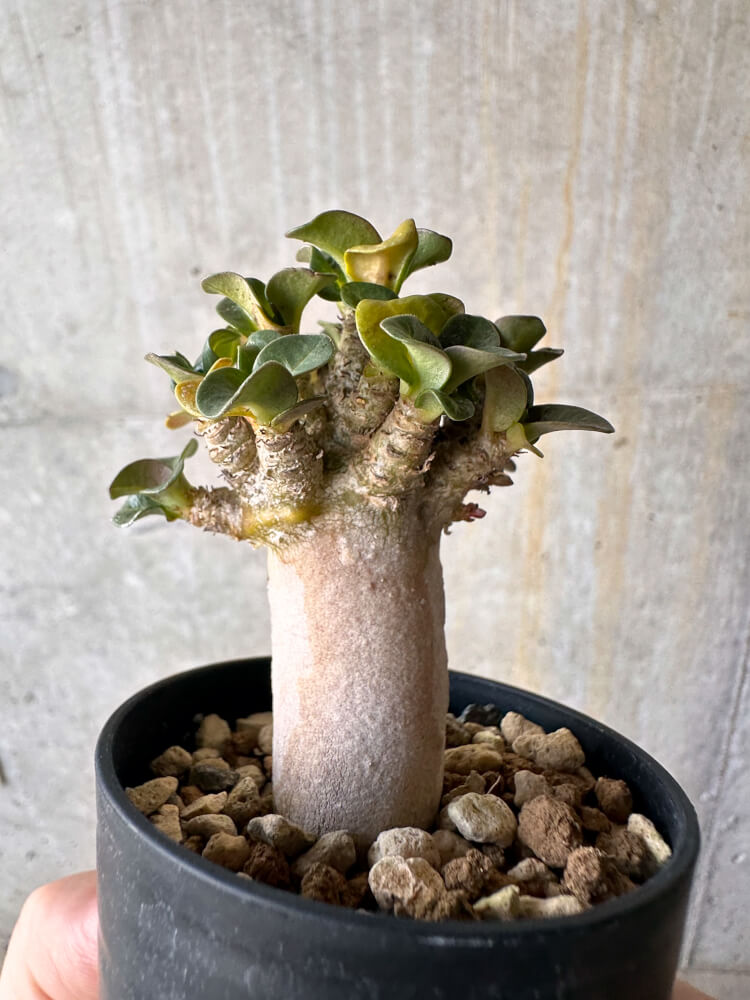 【現品限り】アデニウム・DHA 葉巻【G27】 Adenium DHA