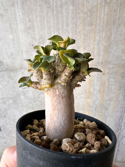 【現品限り】アデニウム・DHA 葉巻【G27】 Adenium DHA