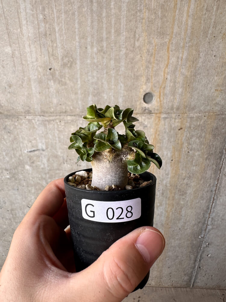 【現品限り】アデニウム・DHA 葉巻【G28】 Adenium DHA